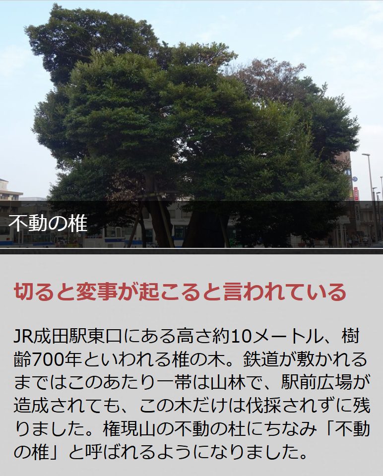 成田駅東口にある約10メートルの不動の榊の木。樹齢700年とも言われる。