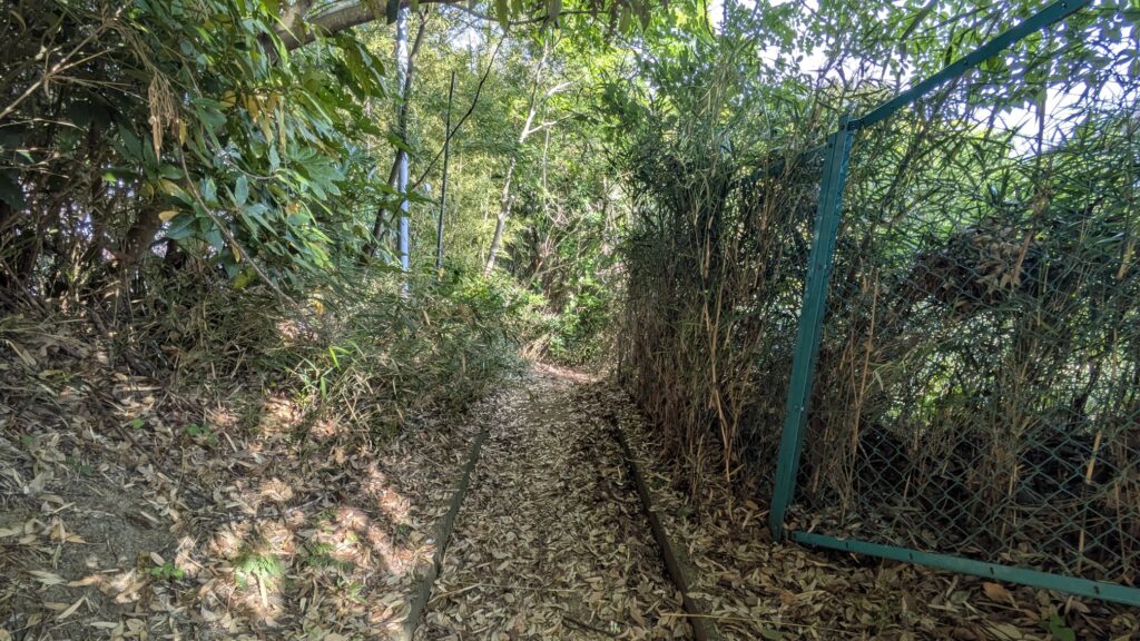 緑の木々に囲まれた狭い小道、地面には落ち葉が散らばっている。手前には金網のフェンスが見える。