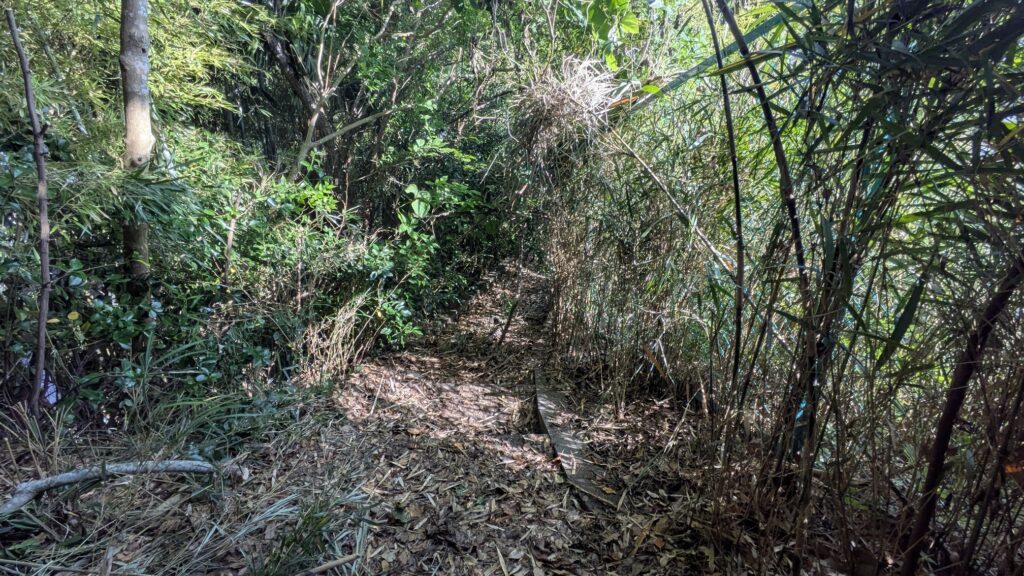 緑豊かな植物に囲まれた狭い小道の画像